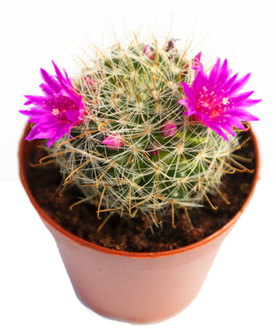 2" Cactus Mammillaria Zeilmanniana